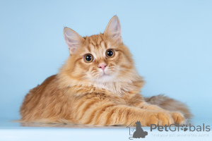 Photo №2 de l'annonce № 161754 de la vente  - acheter à Fédération de Russie de l'abri