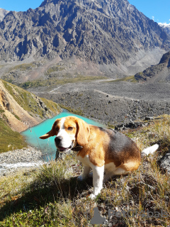 Photo №3. Tricot Beagle en Fédération de Russie. Annonce № 7922