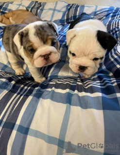 Photo №1. bulldog anglais - à vendre en ville de West Wickham | 360€ | Annonce №125631