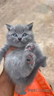 Photo №2 de l'annonce № 173791 de la vente british shorthair - acheter à La Grande-Bretagne annonce privée, éleveur