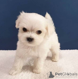 Photo №1. bichon maltais - à vendre en ville de Notodden | 400€ | Annonce №126717