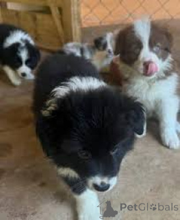 Photo №1. border collie - à vendre en ville de Gheant | 700€ | Annonce №166982
