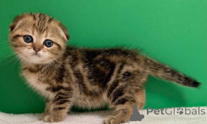 Photo №2 de l'annonce № 156689 de la vente ragdoll - acheter à Biélorussie 