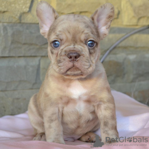 Photo №1. bouledogue - à vendre en ville de Sofia | 400€ | Annonce №78876