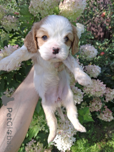 Photos supplémentaires: Chiots Cavalier King Charles Spaniel.