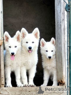 Photo №1. berger blanc suisse - à vendre en ville de Belgrade | négocié | Annonce №114524