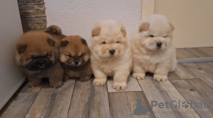 Photo №1. chow-chow - à vendre en ville de Belgrade | négocié | Annonce №126732