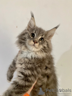 Photo №1. maine coon - à vendre en ville de Рыбница | négocié | Annonce № 53818