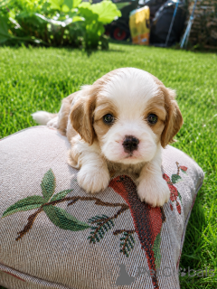 Photo №1. cocker américain, cocker spaniel anglais, springer anglais, welsh springer spaniel, épagneul d'eau irlandais, chien d'eau espagnol, cavalier king charles spaniel, cavalier king charles spaniel, clumber spaniel, épagneul russe, épagneul tibétain - à vendre en ville de Riga | 1100€ | Annonce №174756