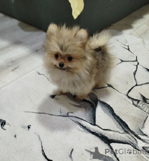 Photo №3. Beaux ours bo-teaddy. Serbie