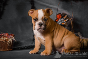 Photos supplémentaires: Chiots bouledogue anglais avec documents FCI