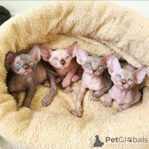 Photo №1. sphynx - à vendre en ville de Marseille | 500€ | Annonce № 165920