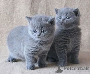 Photo №1. british shorthair - à vendre en ville de Lisberg | 500€ | Annonce № 164523