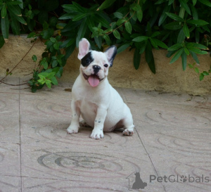 Photo №2 de l'annonce № 168778 de la vente bouledogue - acheter à Australie 
