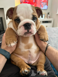 Photo №3. Les chiots Bulldog anglais prêts à trouver leur foyer permanent. Irlande