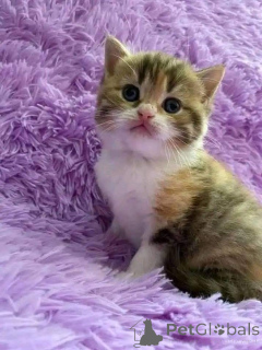 Photo №2 de l'annonce № 161692 de la vente  - acheter à Danemark 