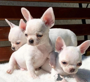 Photo №1. chihuahua - à vendre en ville de Brême | négocié | Annonce №175293