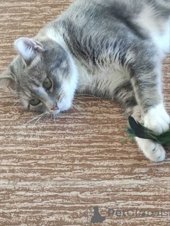 Photo №4. Je vais vendre  en ville de Saint-Pétersbourg. annonce privée - prix - Gratuit