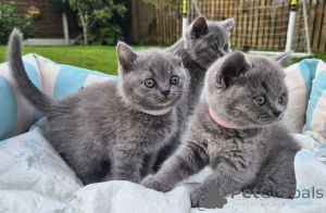Photo №1. british shorthair - à vendre en ville de Nettetal | 350€ | Annonce № 178030