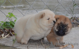 Photo №1. chow-chow - à vendre en ville de Baierbrunn | 580€ | Annonce №174982
