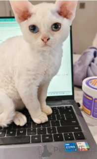 Photo №2 de l'annonce № 160321 de la vente devon rex - acheter à Allemagne éleveur