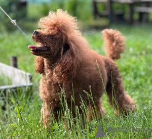 Photos supplémentaires: Chiots caniches miniatures