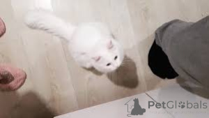 Photo №2 de l'annonce № 161621 de la vente angora turc - acheter à Belgique annonce privée, éleveur