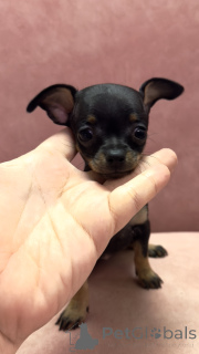 Photo №3. Chiots de ce terrier. Georgia