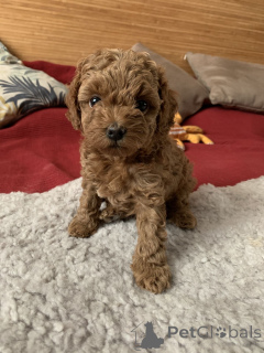 Photo №1. chien bâtard - à vendre en ville de Aizlingen | 350€ | Annonce №166806