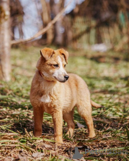 Photo №4. Je vais vendre chien bâtard en ville de Moskova. annonce privée - prix - Gratuit