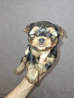 Photo №4. Je vais vendre biewer yorkshire terrier, yorkshire terrier en ville de Tallinn. annonce privée, de la fourrière, éleveur - prix - 650€