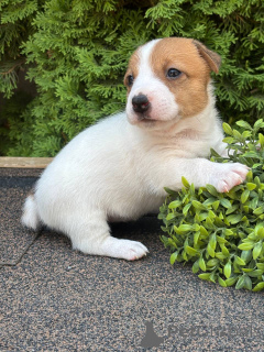 Photo №3. Chiot Jack Russell Terrier. Fédération de Russie