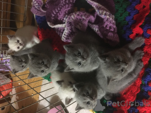 Photo №2 de l'annonce № 135499 de la vente british shorthair - acheter à USA éleveur