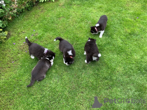 Photo №3. Chiots Husky Sibérien. Estonie