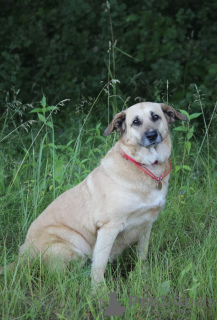 Photo №2 de l'annonce № 30083 de la vente chien bâtard - acheter à Fédération de Russie annonce privée