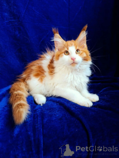 Photos supplémentaires: Chatons Maine Coon