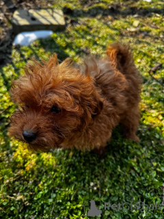 Photo №2 de l'annonce № 136549 de la vente caniche (jouet) - acheter à La Roumanie annonce privée