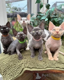Photo №1. devon rex - à vendre en ville de Yundorf-Strasgel | 350€ | Annonce № 171023