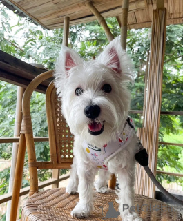 Photo №1. chien bâtard - à vendre en ville de Swindon | Gratuit | Annonce №144431