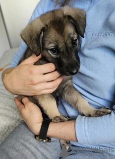 Photos supplémentaires: Thunder cherche une maison