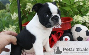 Photo №4. Je vais vendre terrier de boston en ville de Londres. annonce privée - prix - négocié