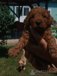 Photos supplémentaires: Chiots caniches miniatures à vendre