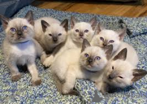 Photo №1. siamois - à vendre en ville de Anvers | 500€ | Annonce № 162345