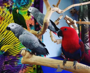 Photo №1. spitz allemand, chien d'arrêt allemand à poil dur, schnauzer géant, golden retriever - à vendre en ville de California Gully | négocié | Annonce №145252