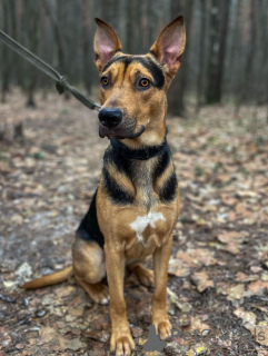 Photo №3. Rocky, intelligent, sociable et joueur, est à la recherche d'un foyer !. Fédération de Russie