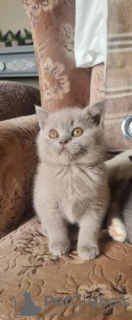 Photo №1. british shorthair - à vendre en ville de Munich | 200€ | Annonce № 123674