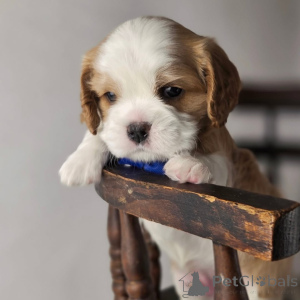 Photo №3. Rencontrez Oliver, notre charmant petit explorateur qui gagne les cœurs à chaque. La finlande