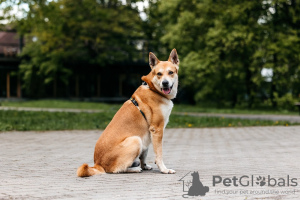Photo №1. chien bâtard - à vendre en ville de Москва | Gratuit | Annonce №105277