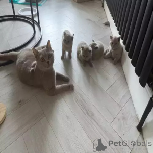 Photo №2 de l'annonce № 167254 de la vente british shorthair - acheter à Allemagne annonce privée