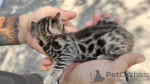 Photo №2 de l'annonce № 13481 de la vente bengal - acheter à Ukraine annonce privée, éleveur